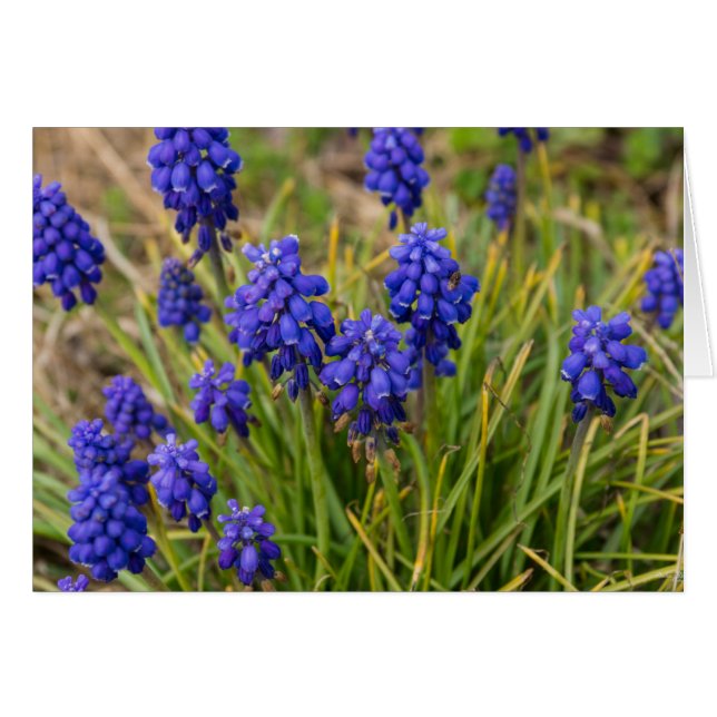 Grape Hyacinths Family (Anverso (Horizontal))