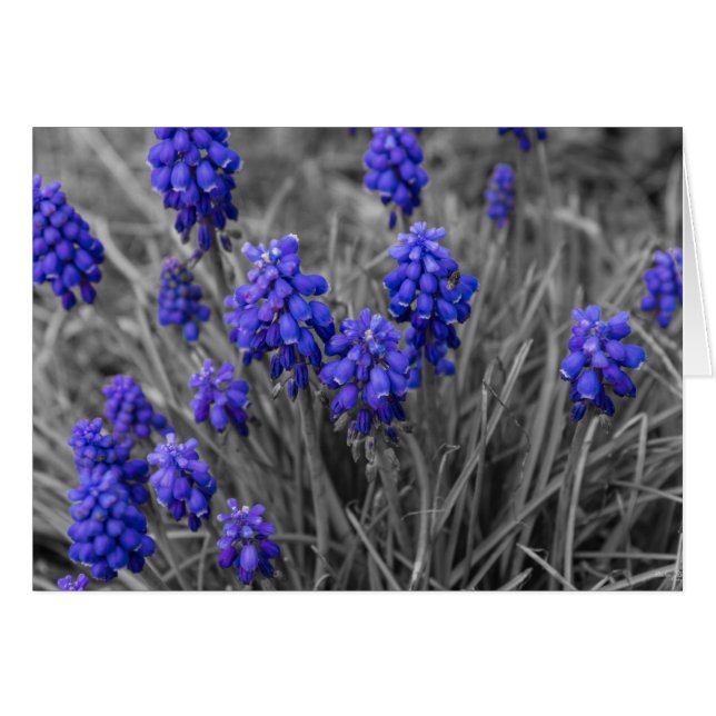 Grape Hyacinths Family Select (Anverso (Horizontal))