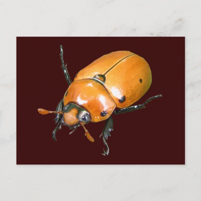 Grapevine Beetle ~ postal (Anverso)