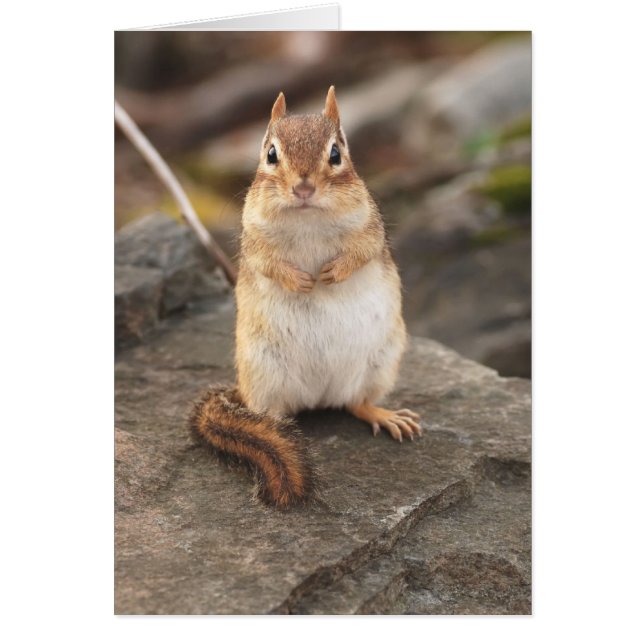 grasa adorable y chipmunk esponjoso (Frente)