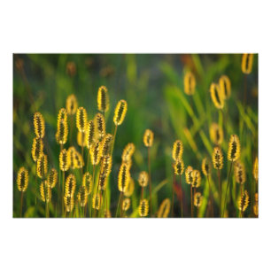 Grasa brillante - Foto