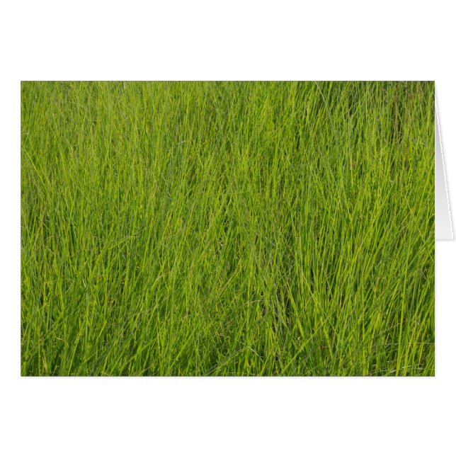 Grasa verde (Anverso (Horizontal))