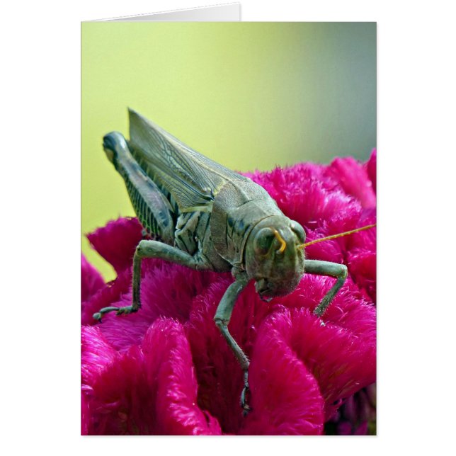 Grasshopper on Cockscomb (Frente)