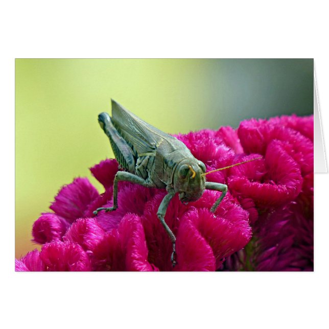 Grasshopper on Cockscomb (Anverso (Horizontal))