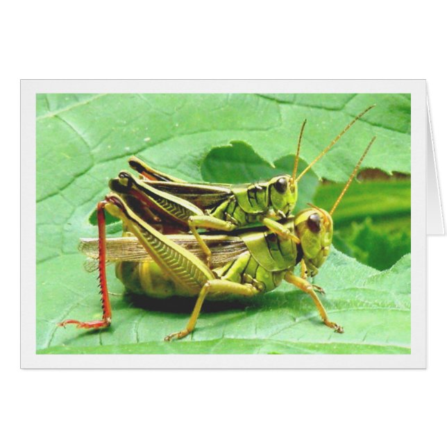 Grasshoppers en Zucchini (Anverso (Horizontal))