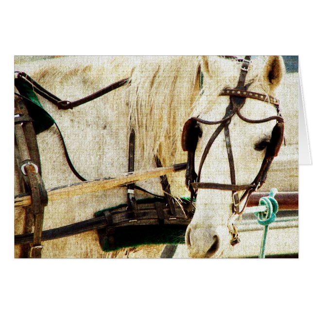 Gray Amish Buggy Horse (Anverso (Horizontal))