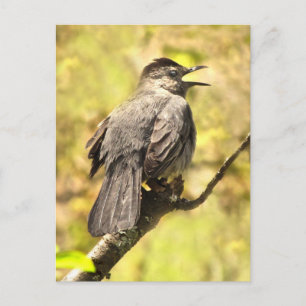 Gray Catbird canta su postal de canción