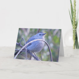 Gray Catbird En Branch Safety Harbour Bird