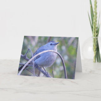 Gray Catbird En Branch Safety Harbour Bird