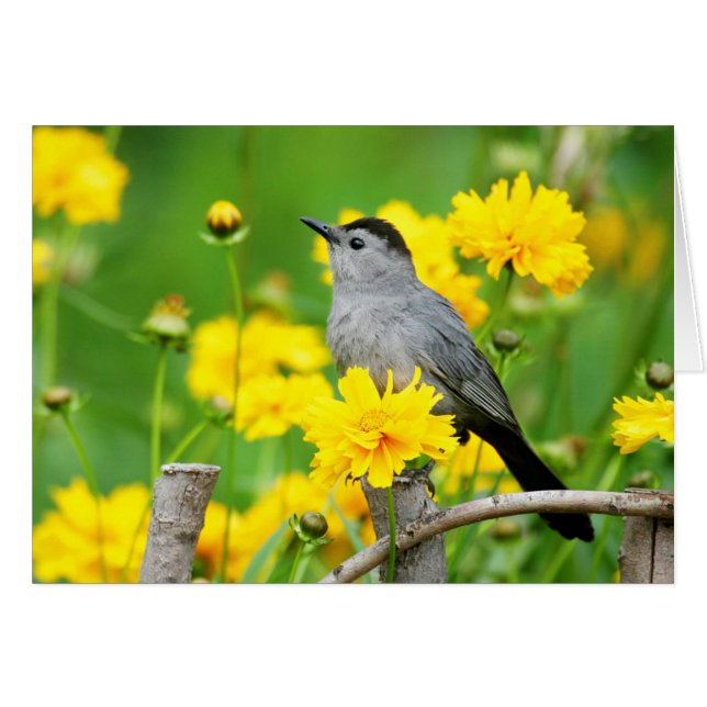 Gray Catbird en una valla de madera (Anverso (Horizontal))