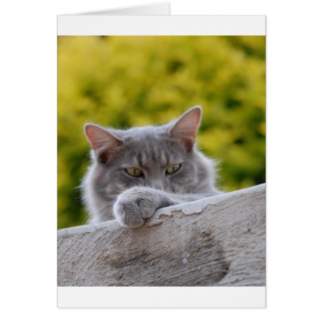 Gray Cats Paw (Frente)