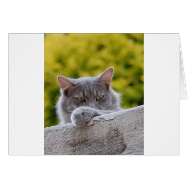 Gray Cats Paw (Anverso (Horizontal))