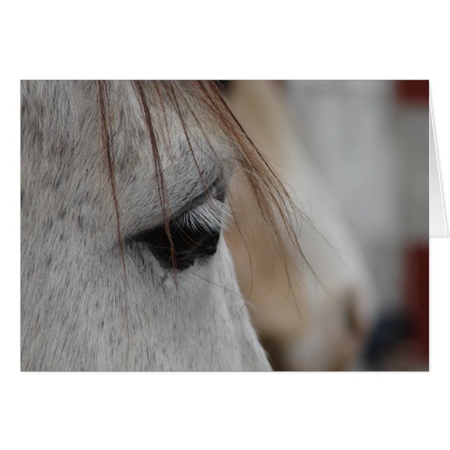 Gray Horse Eye (Anverso (Horizontal))