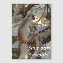 Gray Langur - descanse