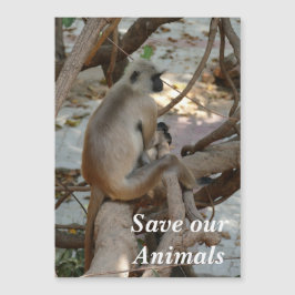 Gray Langur - descanse