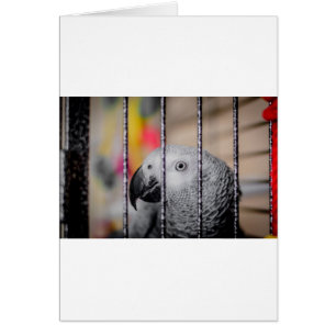 Gray Parrot