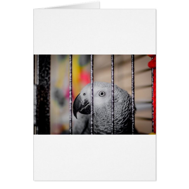 Gray Parrot (Frente)