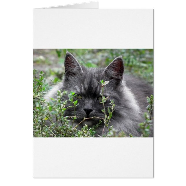 Gray Siberian Kitten (Frente)