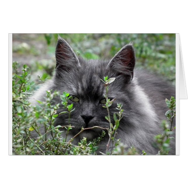 Gray Siberian Kitten (Anverso (Horizontal))