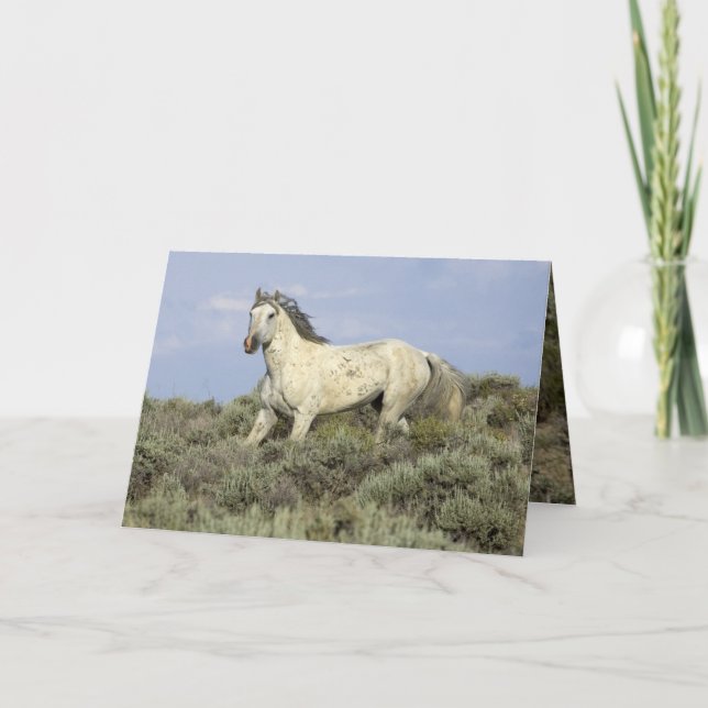 Gray Stallion llega con la tarjeta de felicitación (Anverso)