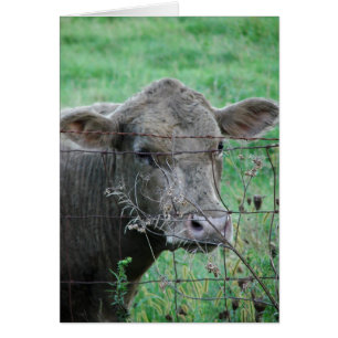Gray Steer