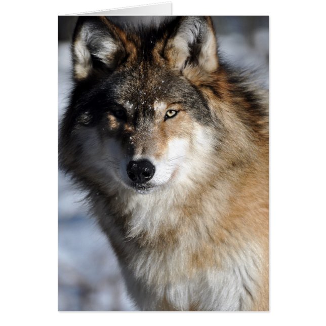 Gray Wolf (Frente)