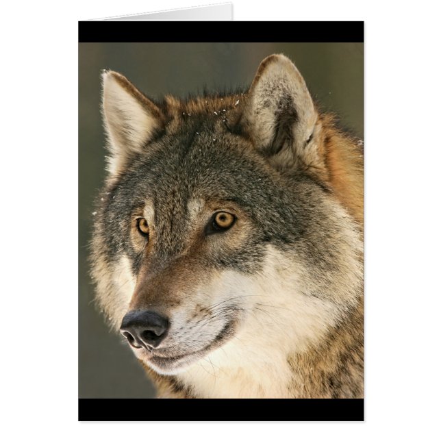 Gray Wolf (Frente)
