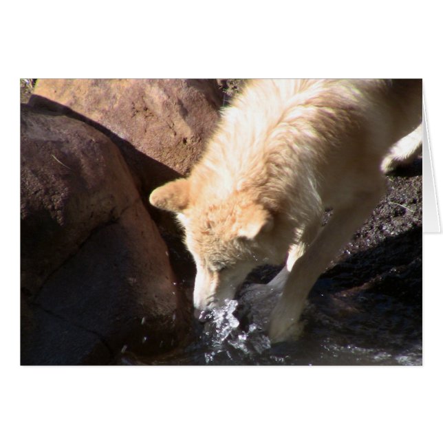 Gray Wolf (Anverso (Horizontal))