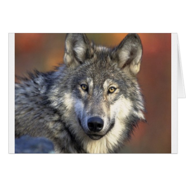 Gray Wolf (Anverso (Horizontal))