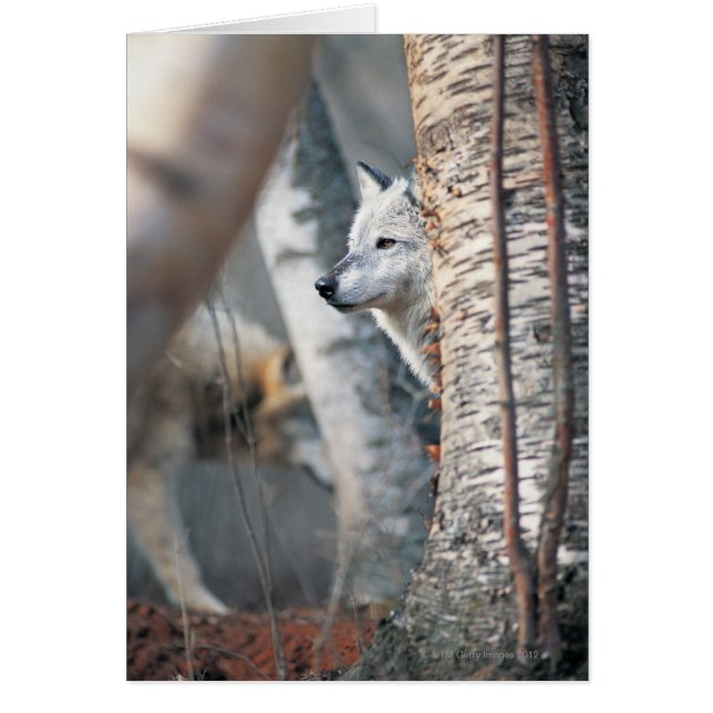 Gray Wolf Behind Tree (Frente)