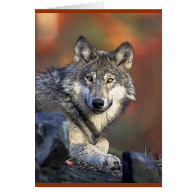 Gray Wolf Lovers (Frente)