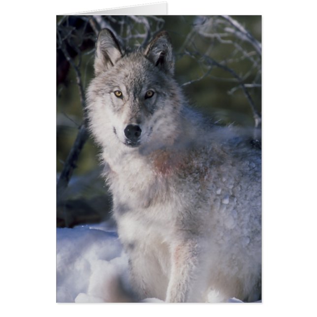 Gray Wolf Lovers (Frente)