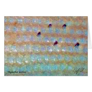Grayling ártico - tarjeta