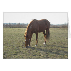 Grazing Chestnut Color Horse