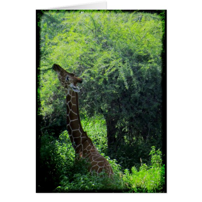 Grazing Giraffe (Frente)