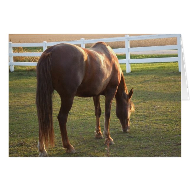 Grazing Mare (Anverso (Horizontal))