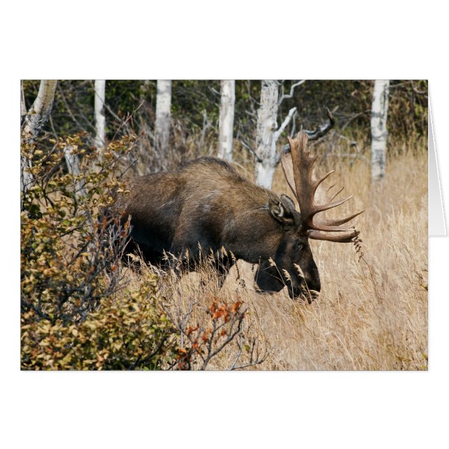 Grazing Moose (Anverso (Horizontal))