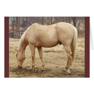 Grazing Palomino Horse