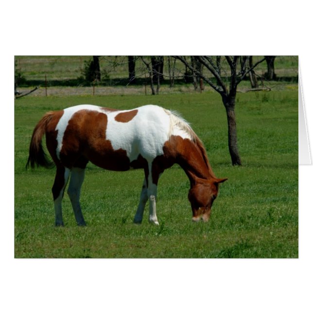 Grazing Pinto (Anverso (Horizontal))