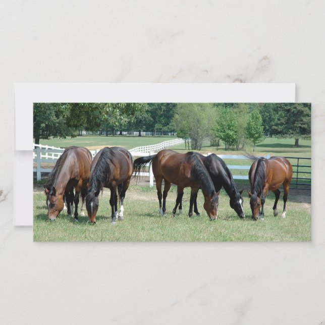 Grazing Quarter Horses (Anverso)