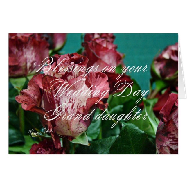 Grd-zz de los rosas WD 11 de Megan (Anverso (Horizontal))