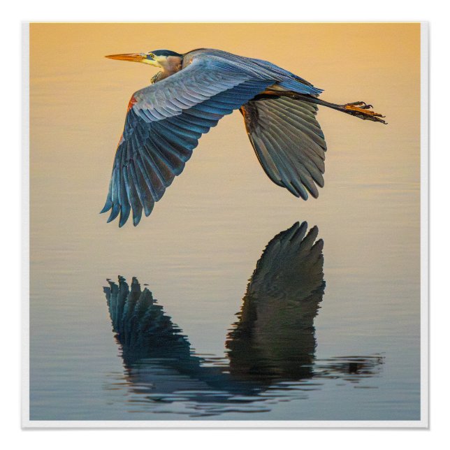 Great Blue Heron Flying Over Calm Water Poster (Anverso)