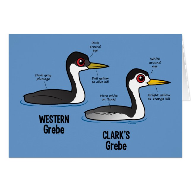 Grebe contra Grebe (Anverso (Horizontal))