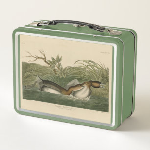 Grebe de moto intercalada de los pájaros de Améric