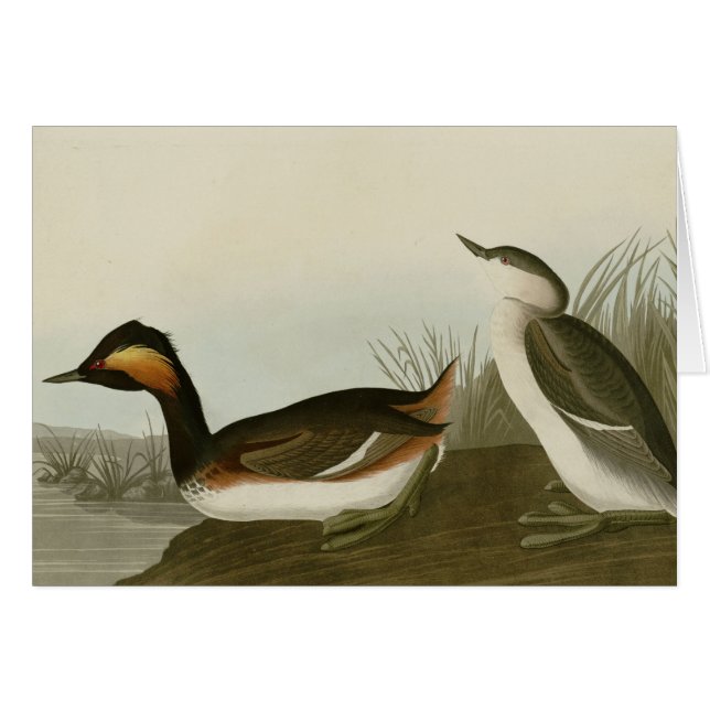 Grebe espigado (Anverso (Horizontal))