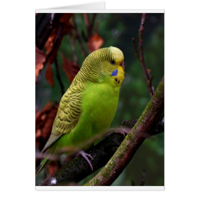 Green Budgie (Frente)