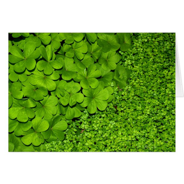 Green Clover (Anverso (Horizontal))