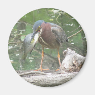 Green Heron se fue de imán de pesca