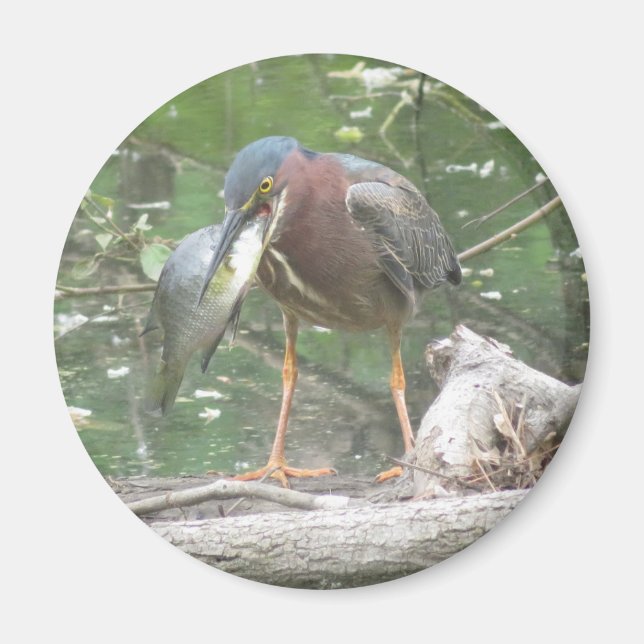 Green Heron se fue el imán de pesca (Frente)