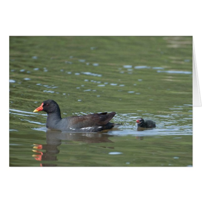Greenhill Moorhens (Anverso (Horizontal))